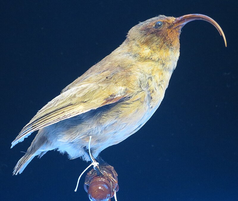 Lesser Akialoa (Akialoa obscura) photo