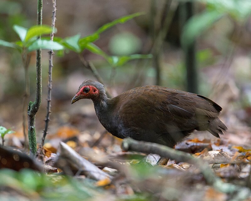 Philippine Megapode (Megapodius cumingii) photo