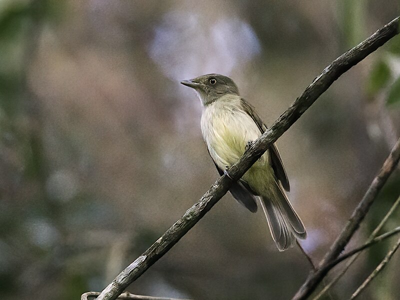 Sulphur-bellied Tyrant-Manakin (Neopelma sulphureiventer) photo