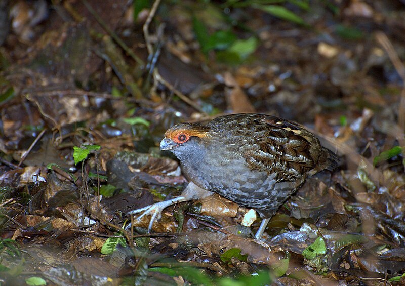 Spot-winged Wood-Quail (Odontophorus capueira) photo