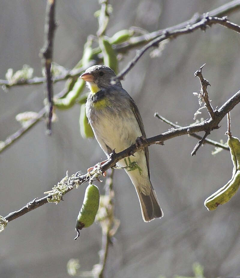 Salvadori's Serin (Crithagra xantholaema) photo