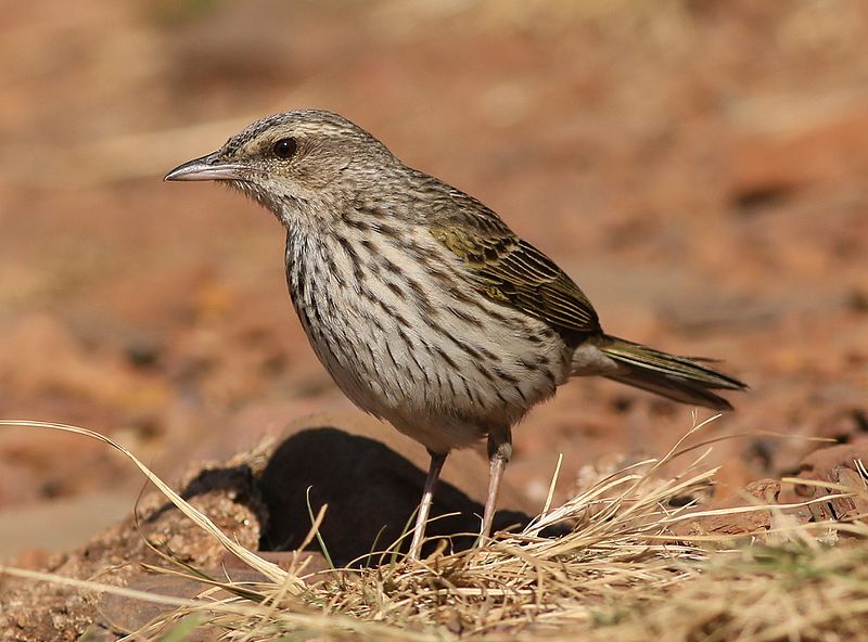 Striped Pipit (Anthus lineiventris) photo