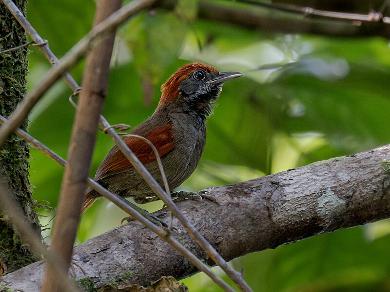McConnell's Spinetail (Synallaxis macconnelli) photo