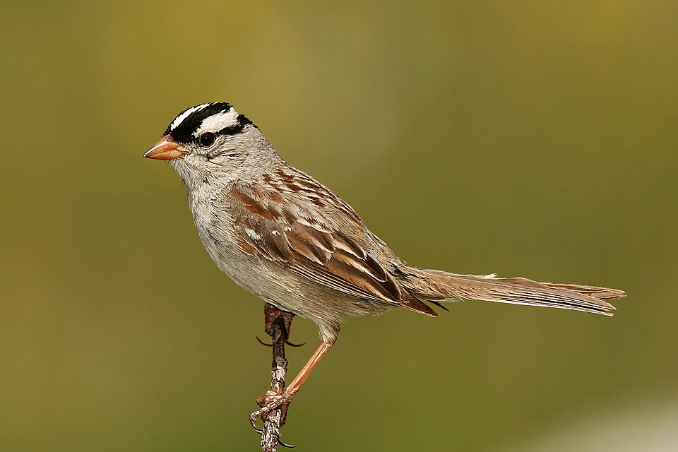 White-crowned Sparrow (Zonotrichia leucophrys)