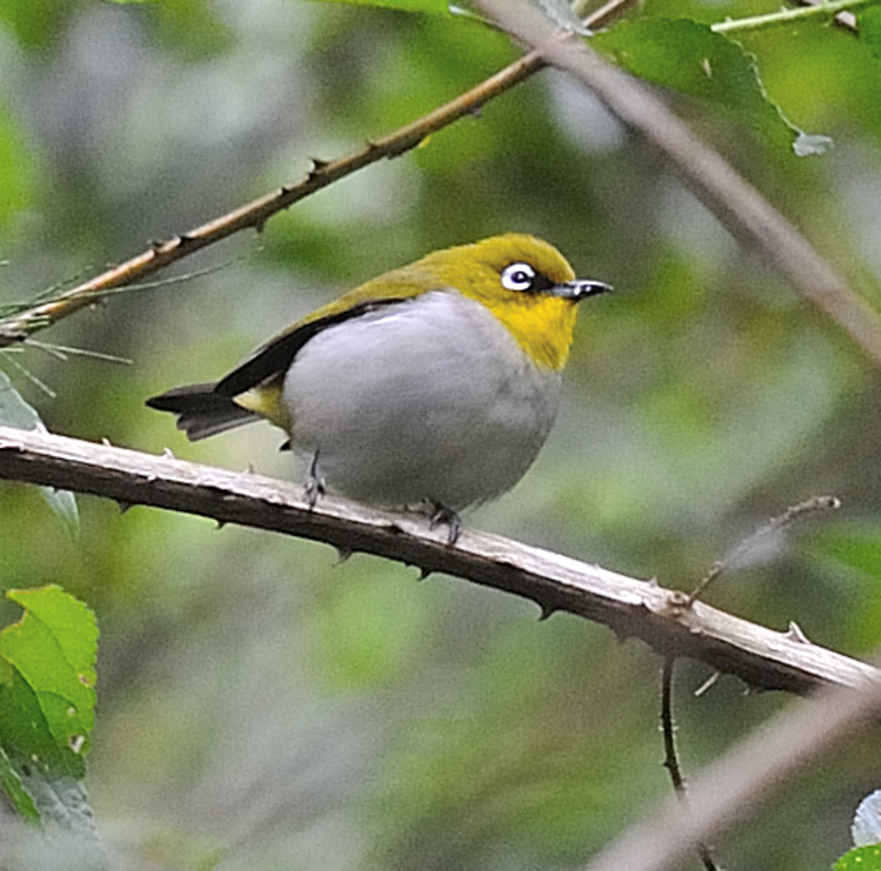 Malagasy White-eye (Zosterops maderaspatanus) photo