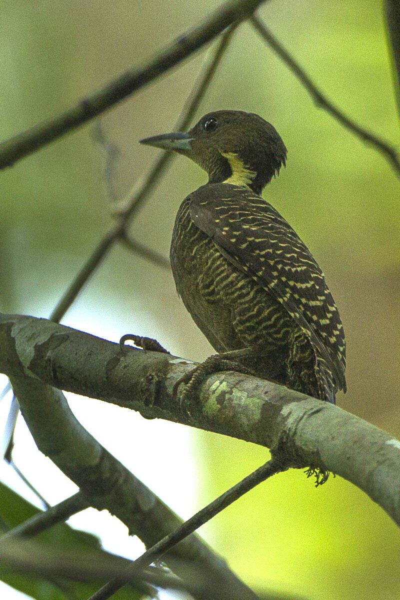Buff-necked Woodpecker (Meiglyptes tukki) photo