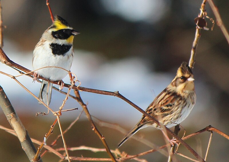 Yellow-throated Bunting (Emberiza elegans) photo
