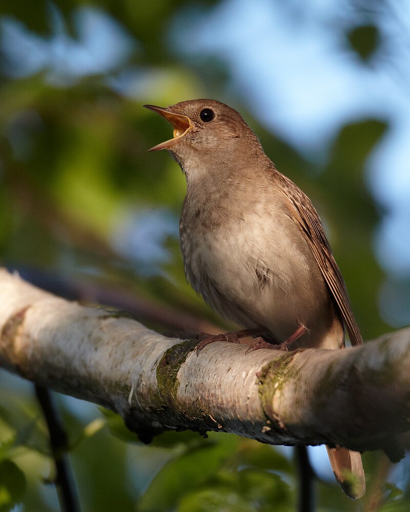 Thrush Nightingale (Luscinia luscinia) photo