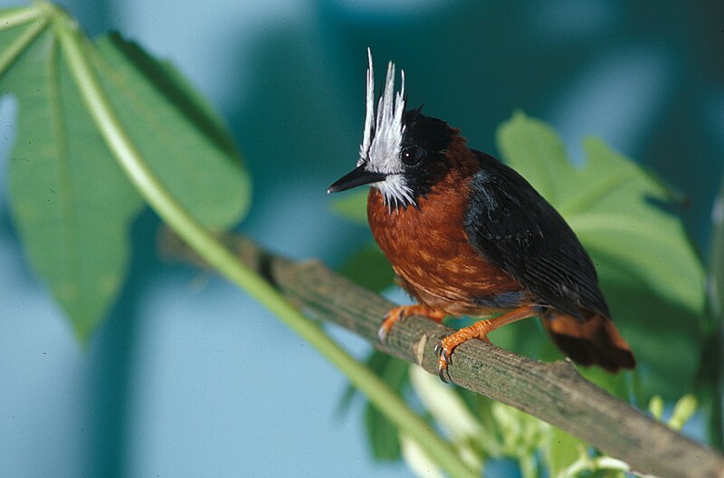 White-plumed Antbird (Pithys albifrons) photo