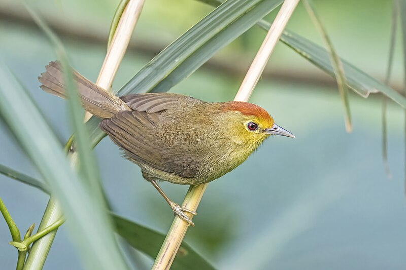 Rufous-capped Babbler (Cyanoderma ruficeps) photo