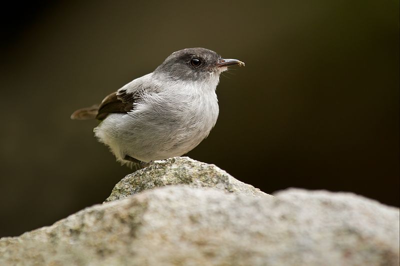 Torrent Tyrannulet (Serpophaga cinerea) photo