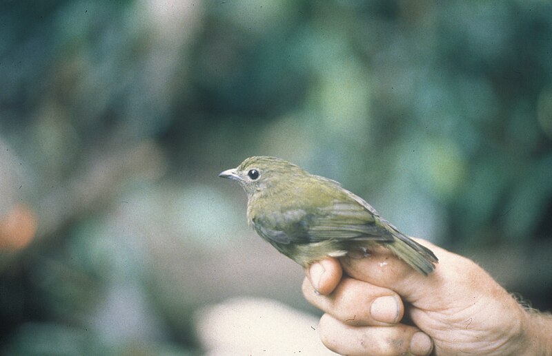 Green Manakin (Cryptopipo holochlora) photo