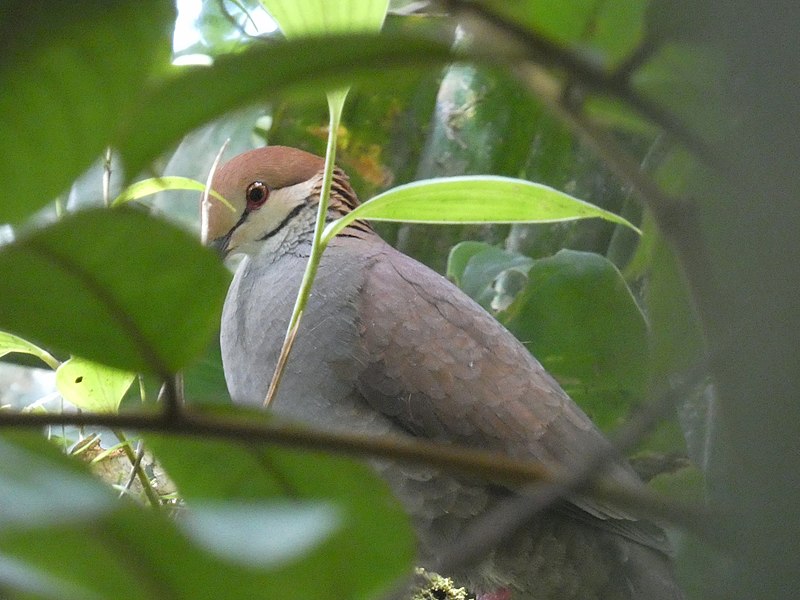 Russet-crowned Quail-Dove (Zentrygon goldmani) photo