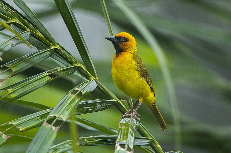 Olive-naped Weaver (Ploceus brachypterus) photo