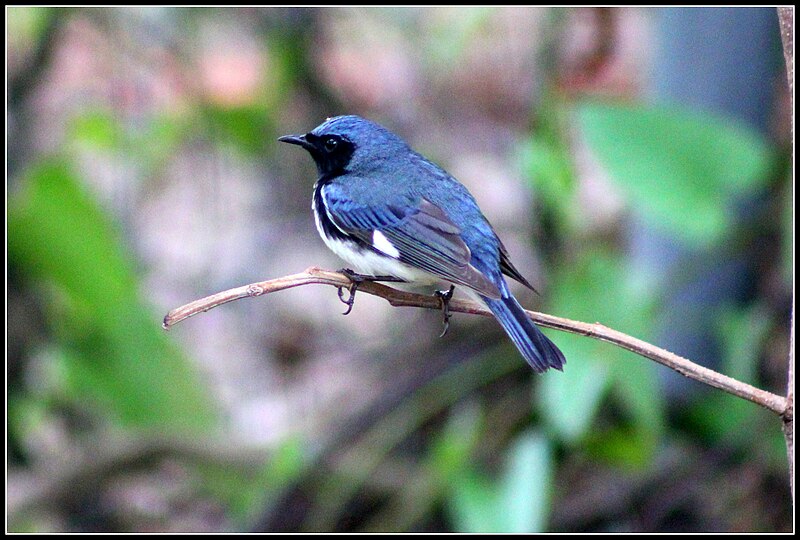 Black-throated Blue Warbler (Setophaga caerulescens) photo