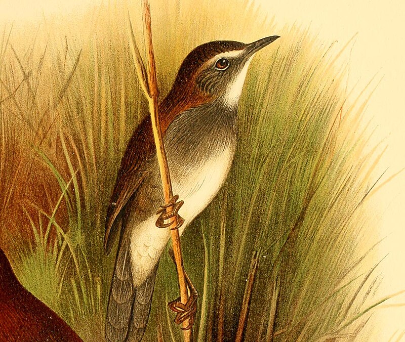 Bamboo Warbler (Locustella alfredi) photo
