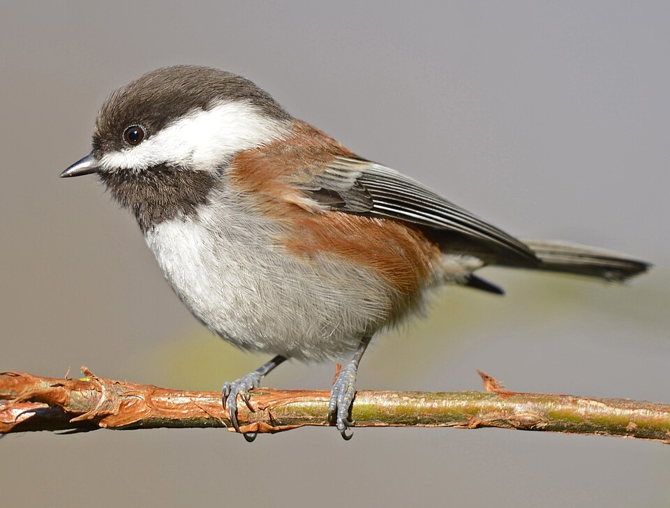 Chestnut-backed Chickadee (Poecile rufescens)