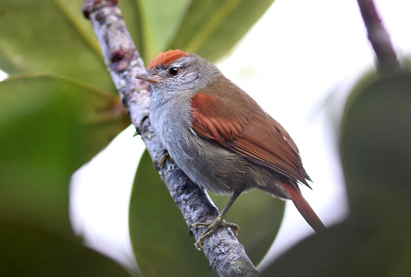 Tepui Spinetail (Cranioleuca demissa) photo