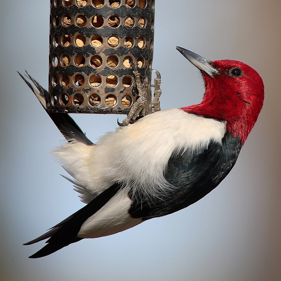 Red-headed Woodpecker (Melanerpes erythrocephalus)