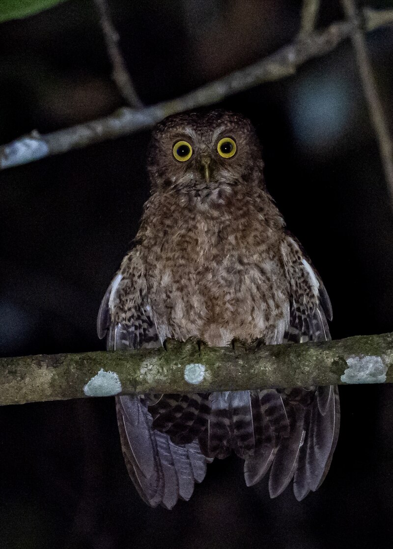 Mindoro Boobook (Ninox mindorensis) photo