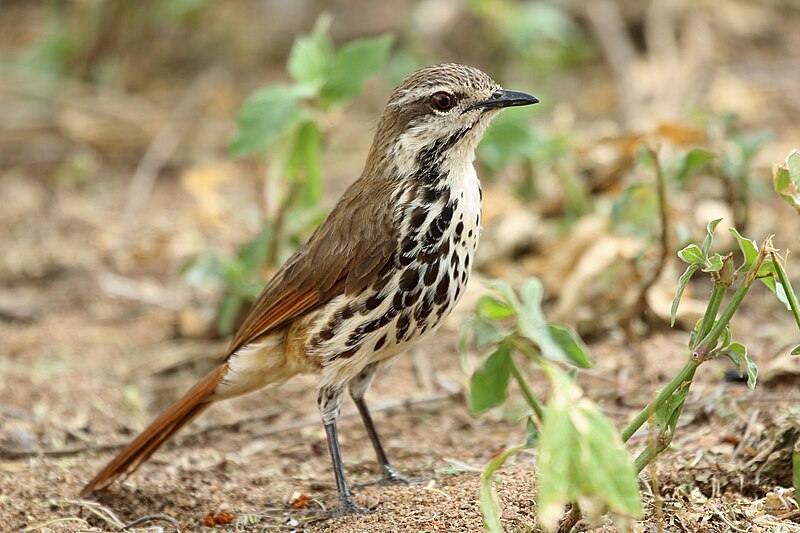 Spotted Morning-Thrush (Cichladusa guttata) photo