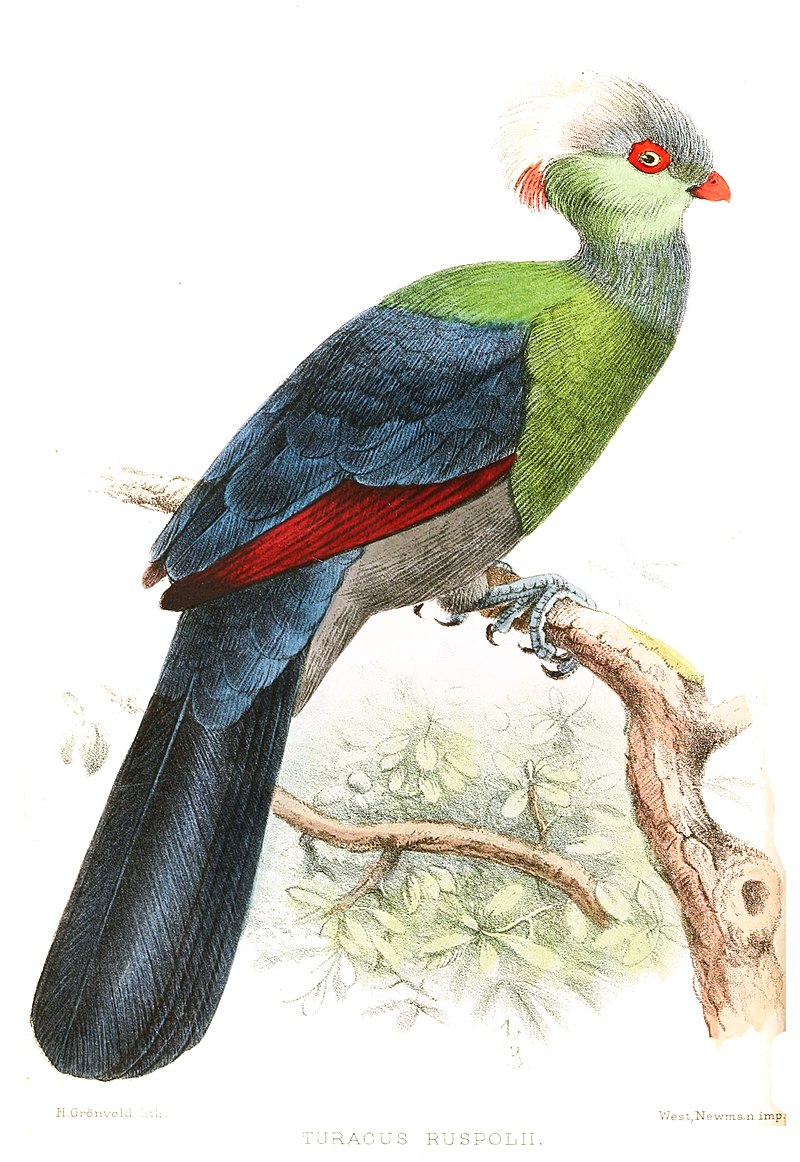 Prince Ruspoli's Turaco (Menelikornis ruspolii) photo