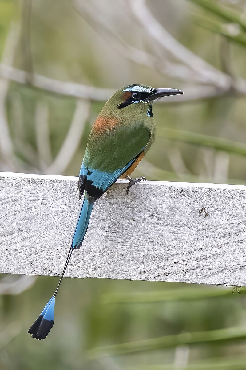 Turquoise-browed Motmot (Eumomota superciliosa) photo