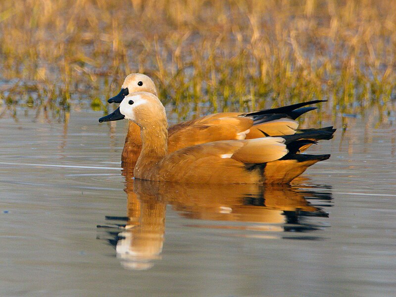 Ruddy Shelduck (Tadorna ferruginea) photo