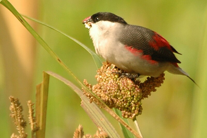 Black-crowned Waxbill (Estrilda nonnula) photo