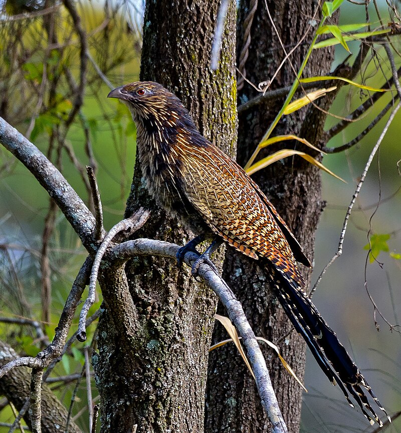 Pheasant Coucal (Centropus phasianinus) photo