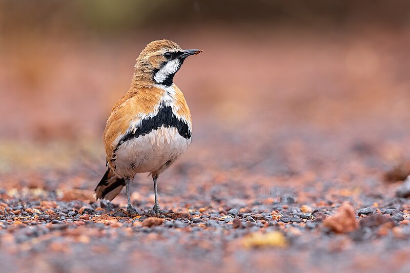 Cinnamon Quail-thrush (Cinclosoma cinnamomeum) photo