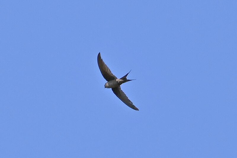 Malagasy Palm Swift (Cypsiurus gracilis) photo