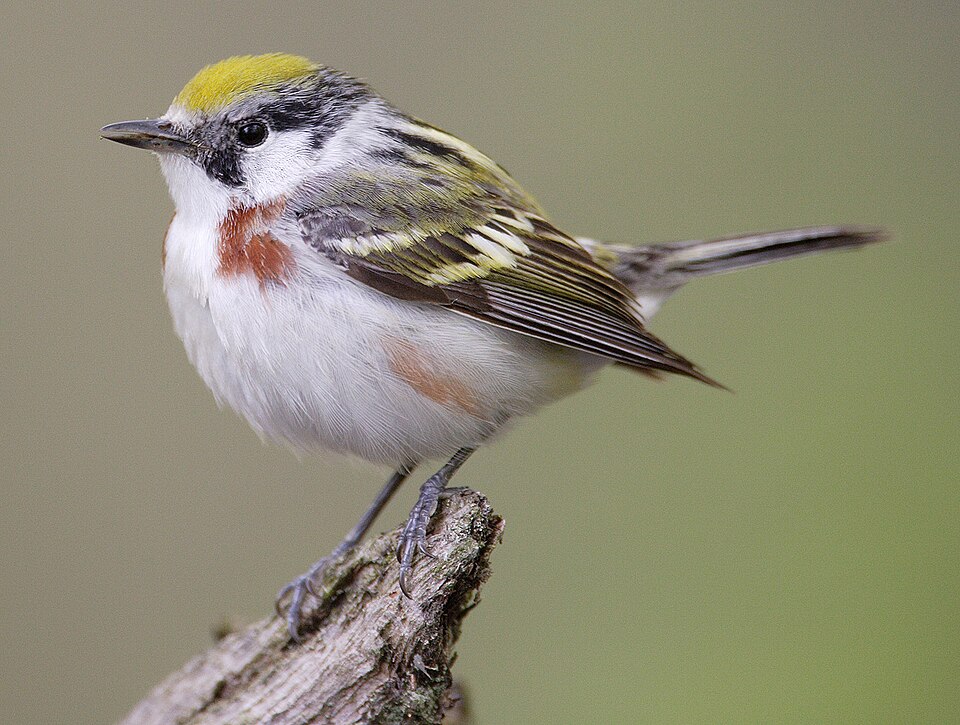 Chestnut-sided Warbler (Setophaga pensylvanica)