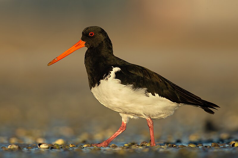 South Island Oystercatcher (Haematopus finschi) photo