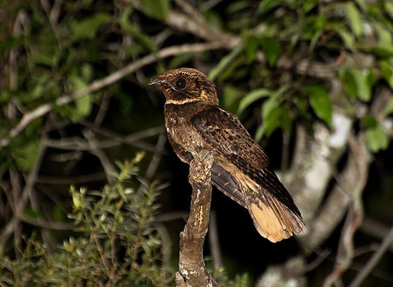 Rufous Nightjar (Antrostomus rufus) photo