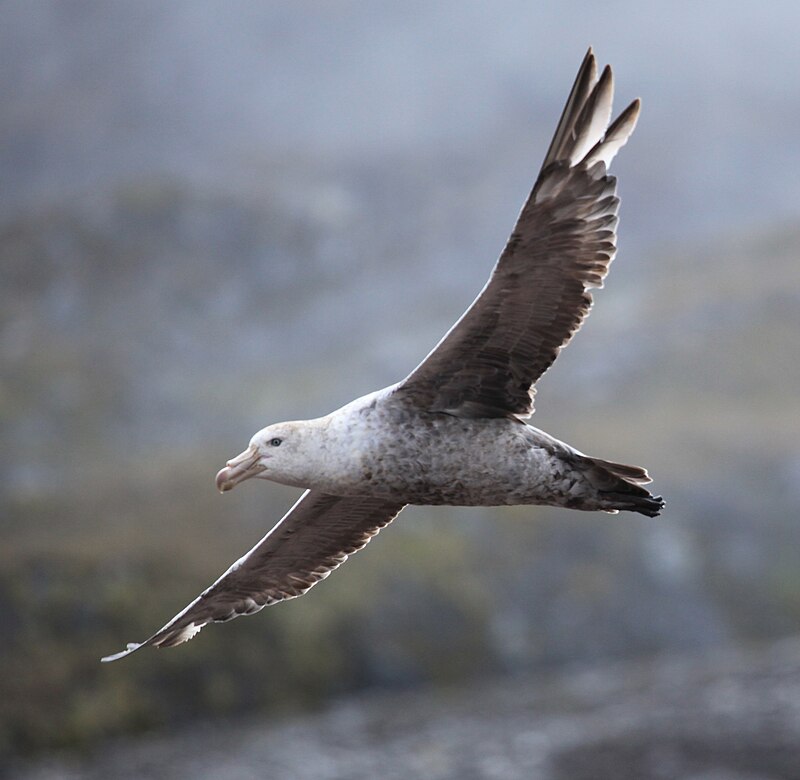 Northern Giant-Petrel (Macronectes halli) photo