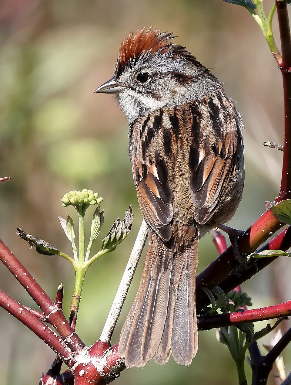 Swamp Sparrow (Melospiza georgiana)