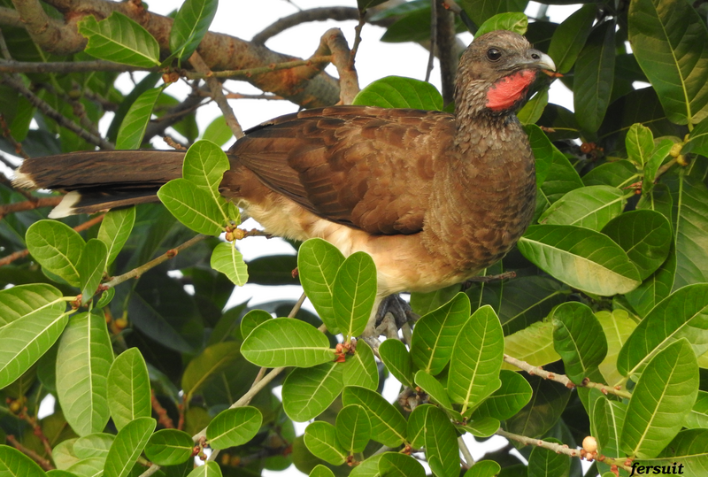 White-bellied Chachalaca (Ortalis leucogastra) photo