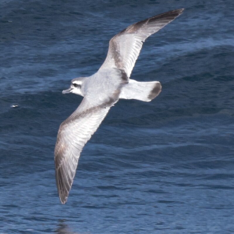MacGillivray's Prion (Pachyptila macgillivrayi) photo