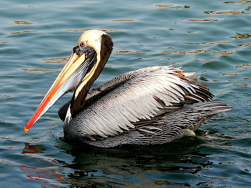 Peruvian Pelican (Pelecanus thagus) photo