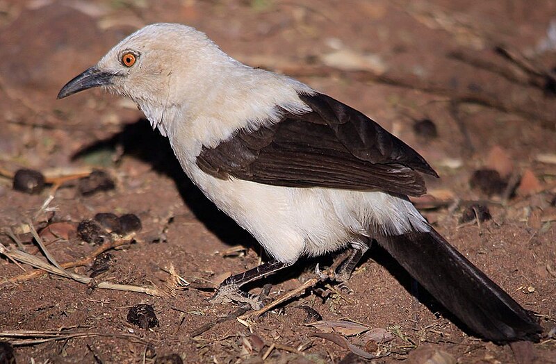 Southern Pied-Babbler (Turdoides bicolor) photo