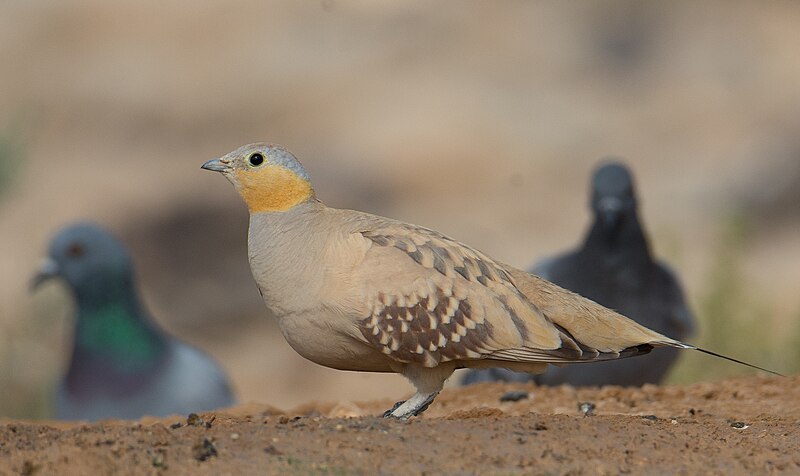 Spotted Sandgrouse (Pterocles senegallus) photo