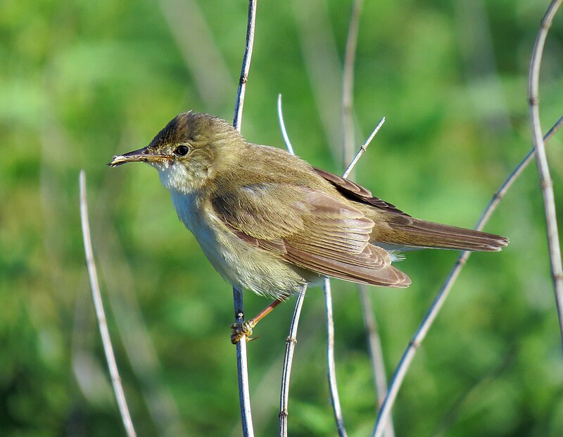 Marsh Warbler (Acrocephalus palustris) photo