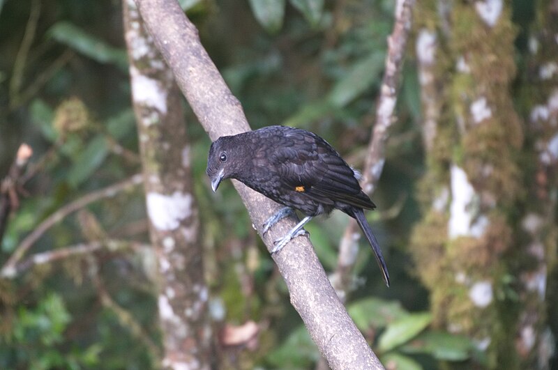 Archbold's Bowerbird (Archboldia papuensis) photo