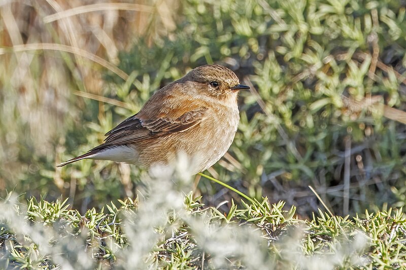 Austral Negrito (Lessonia rufa) photo