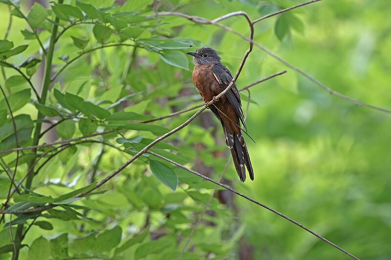 Sulawesi Brush Cuckoo (Cacomantis virescens) photo