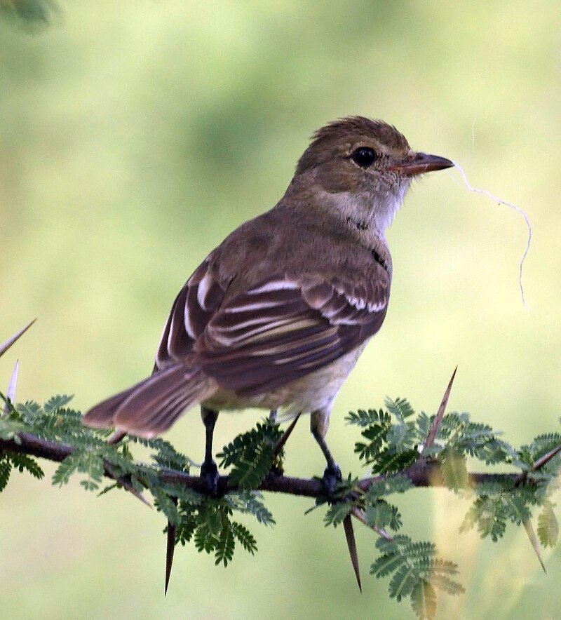 Caribbean Elaenia (Elaenia martinica) photo