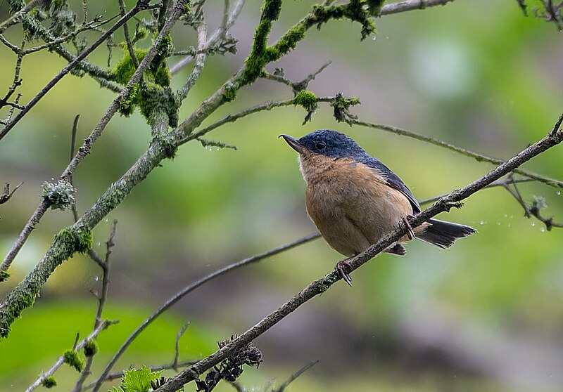 Rusty Flowerpiercer (Diglossa sittoides) photo