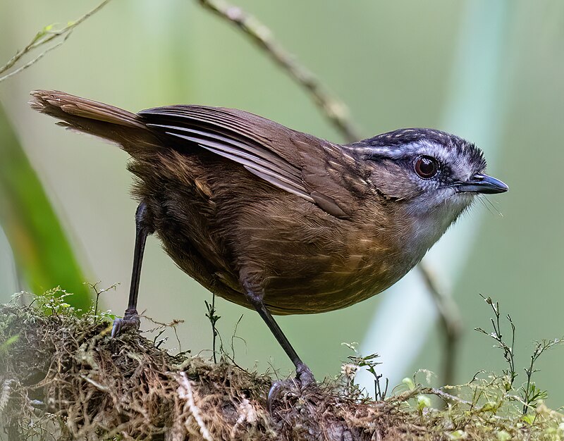 Mountain Wren-Babbler (Gypsophila crassa) photo