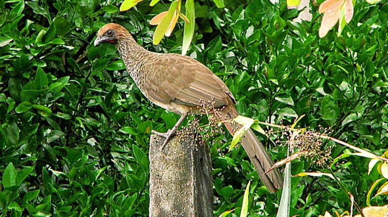 East Brazilian Chachalaca (Ortalis araucuan) photo